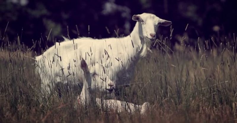 Spider-Goats