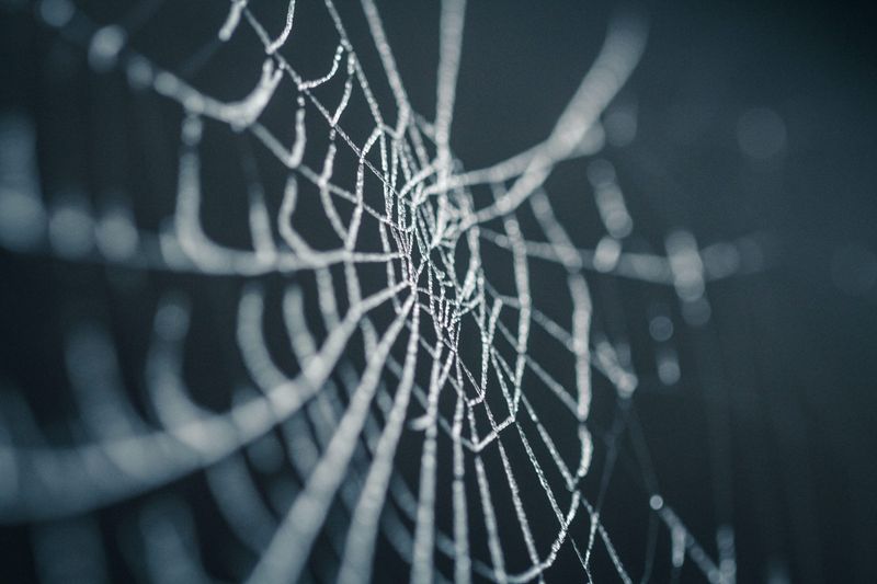 Spider Web-Inspired Stronger Fibers