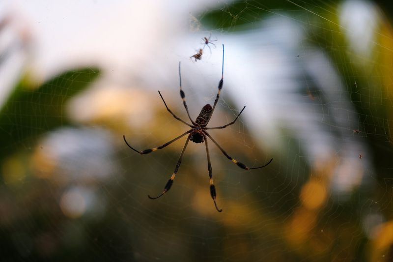 Spider's Vibration Detection