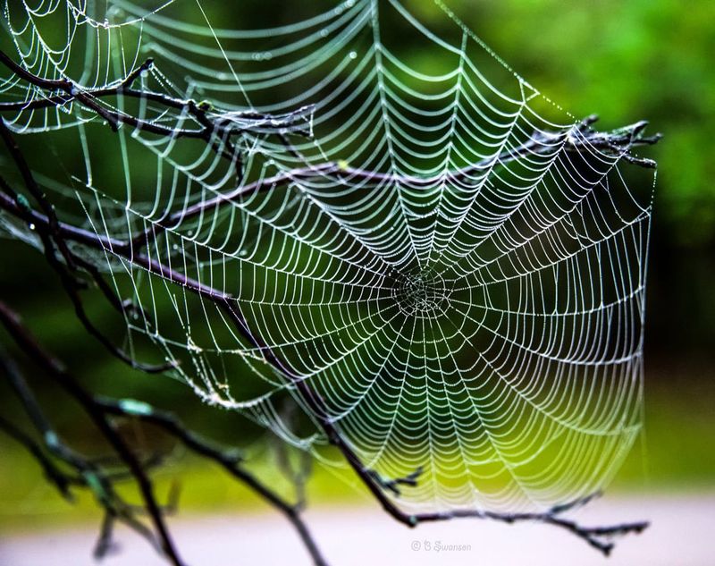 Spiders' Web-Building Skills