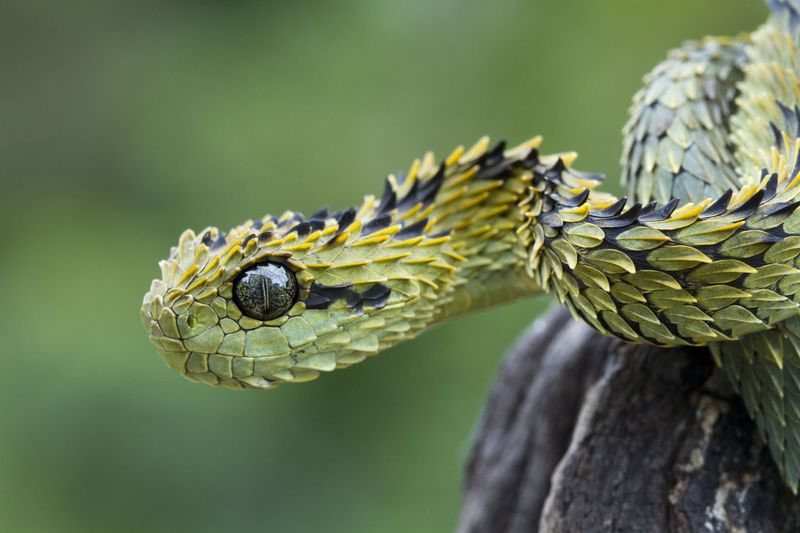 Spiny Bush Viper