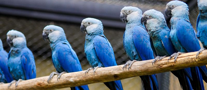 Spix's Macaw