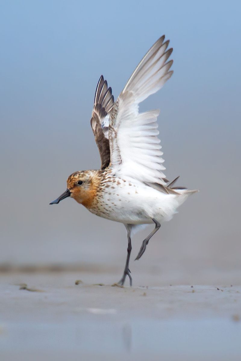 Spoon-billed Sandpiper