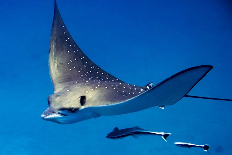 Spotted Eagle Ray