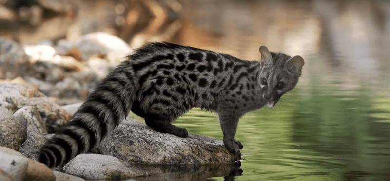 Spotted Genet