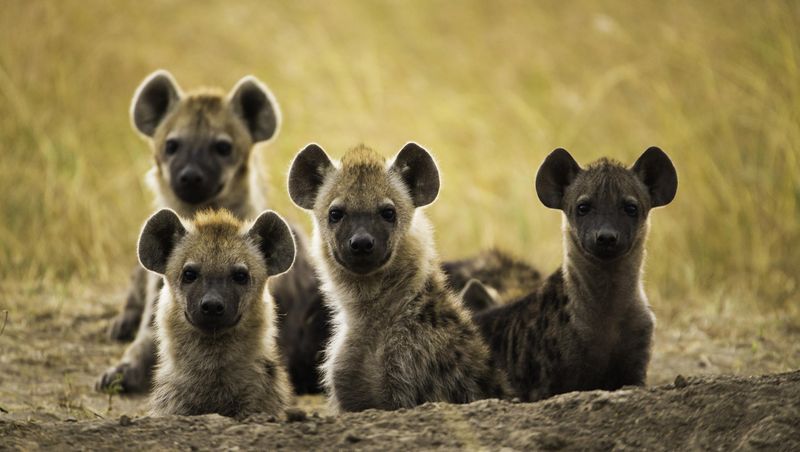 Spotted Hyena Pups