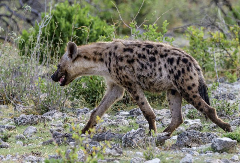 Spotted Hyena