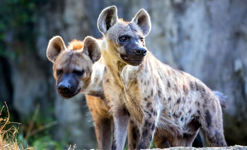 Spotted Hyenas