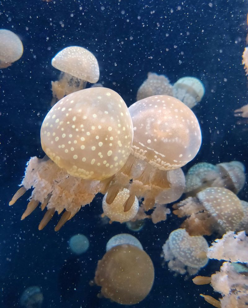 Spotted Jellyfish