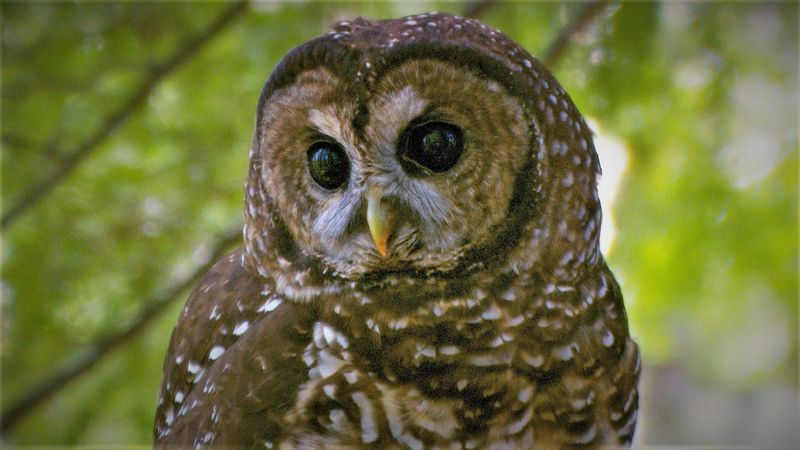 Spotted Owl