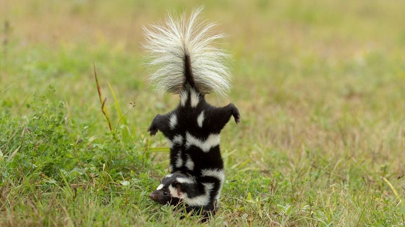 Spotted Skunk's Dance