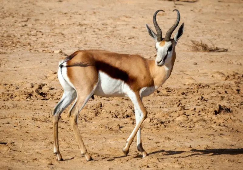 Springbok