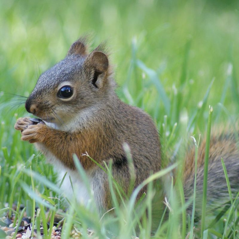 Squirrel Kit