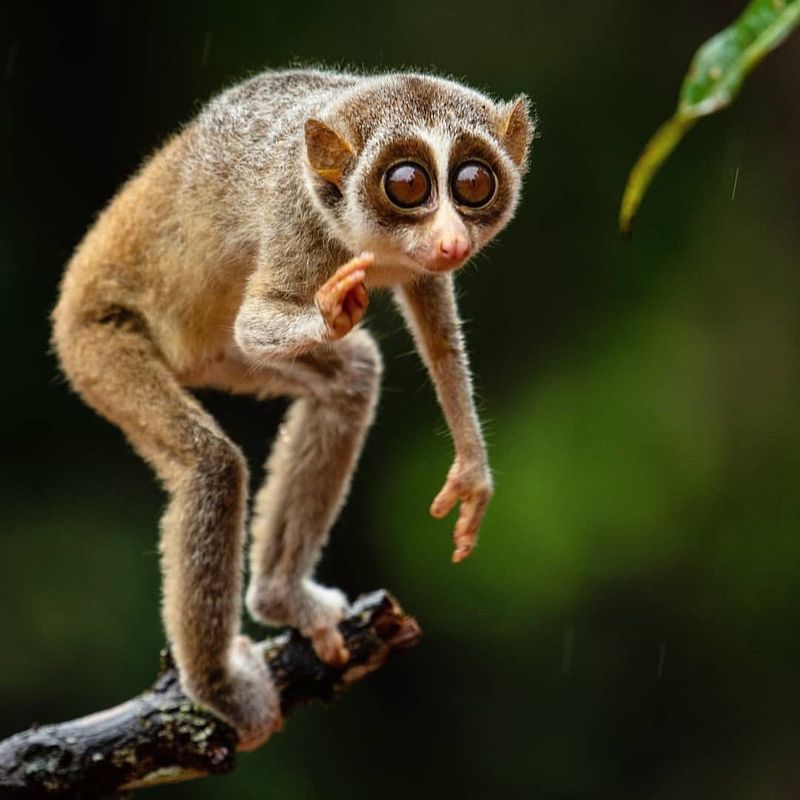 Sri Lanka's Red Slender Loris