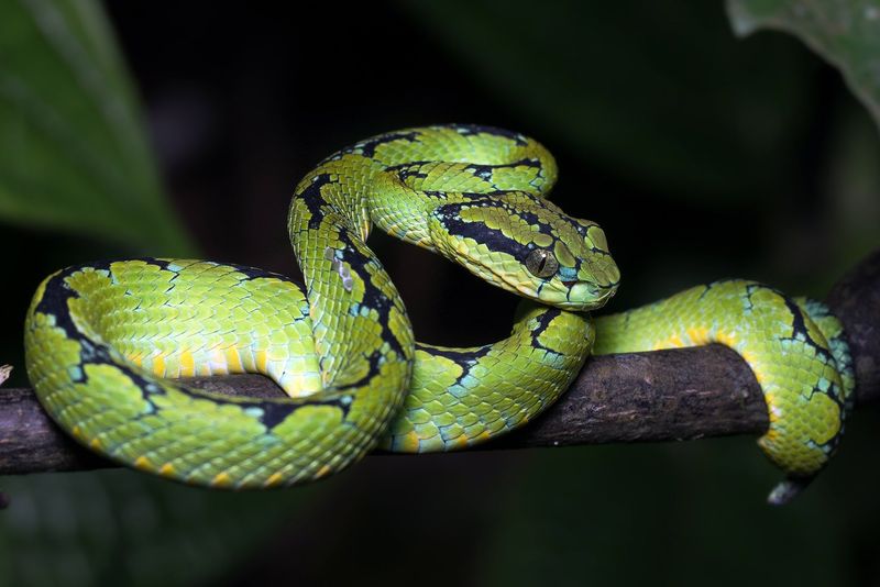 Sri Lankan Pit Viper