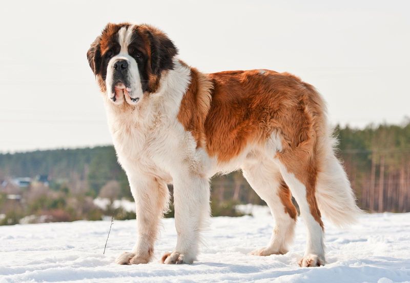 St. Bernard