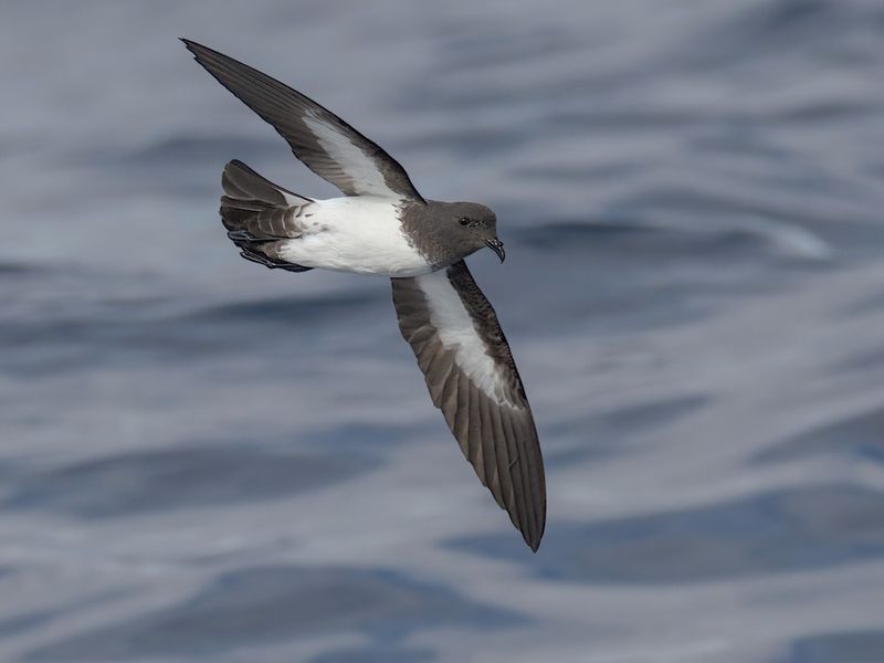 St. Helena Petrel