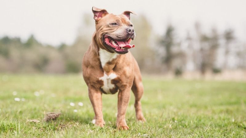 Staffordshire Bull Terrier