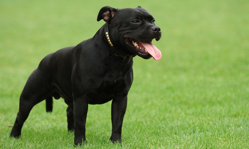 Staffordshire Bull Terrier