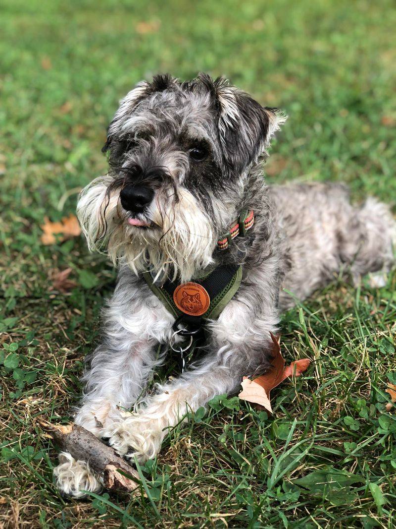 Standard Schnauzer