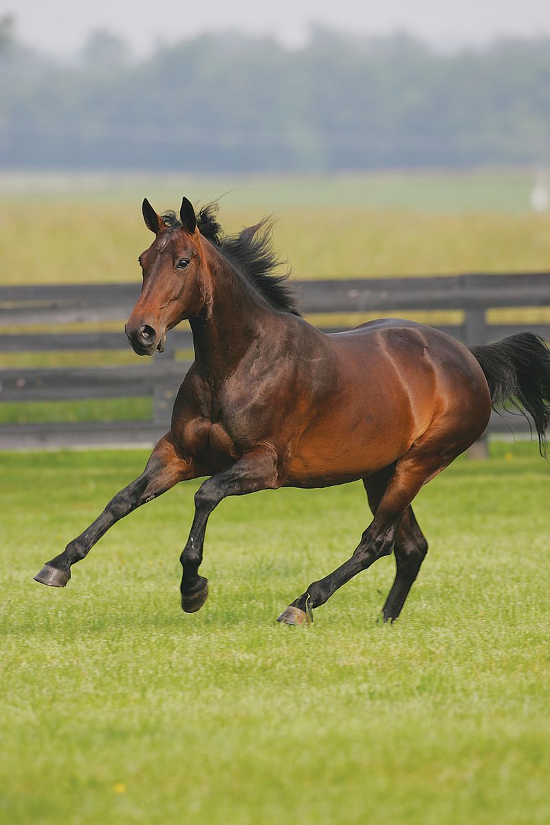 Standardbred