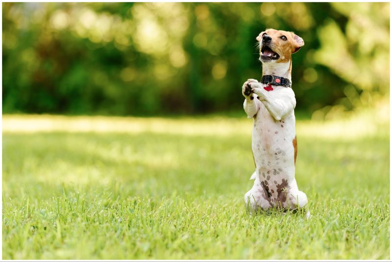 Standing on Hind Legs