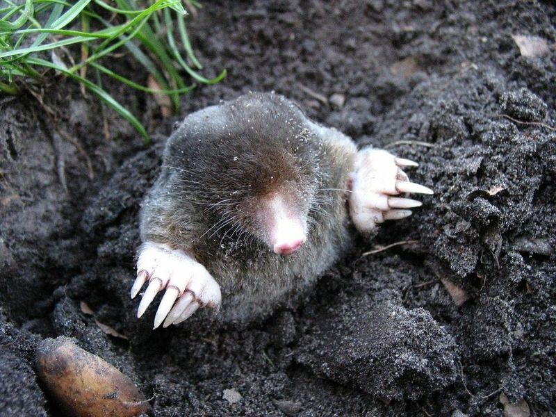 Star-Nosed Mole