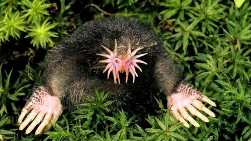 Star-Nosed Mole