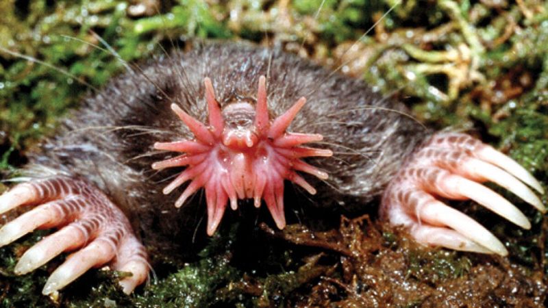 Star-Nosed Mole's Touch Sensitivity