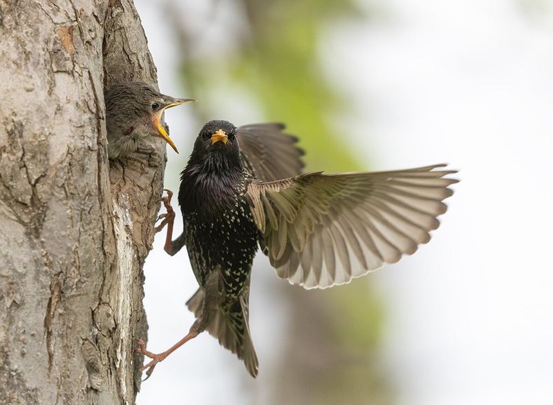 Starlings