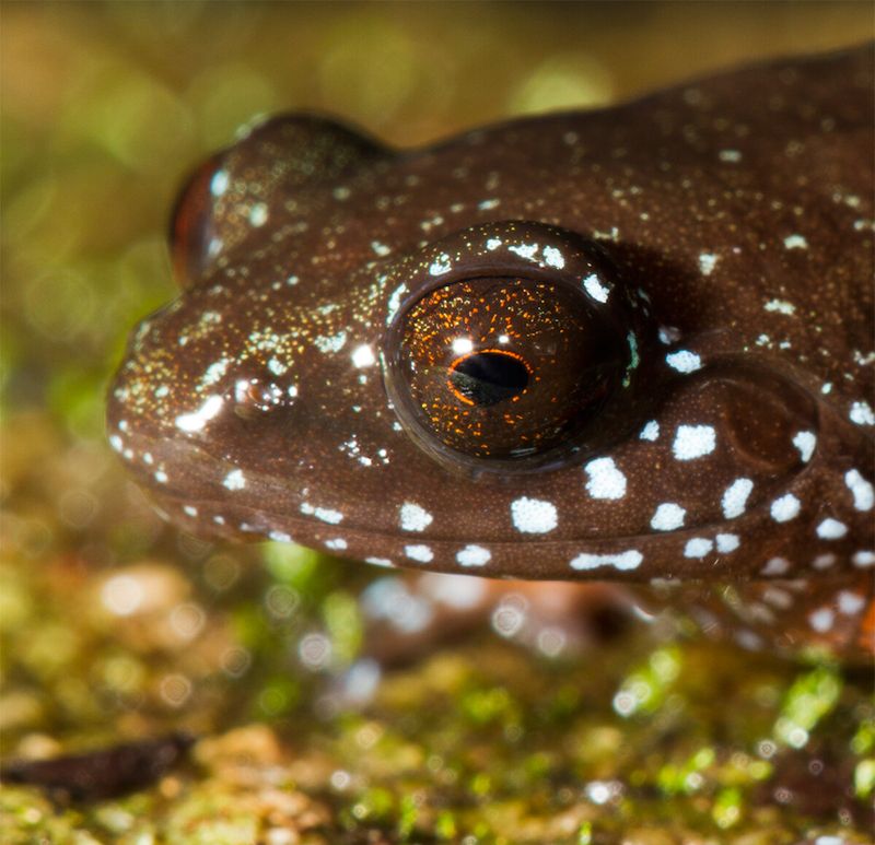 Starry Dwarf Frog