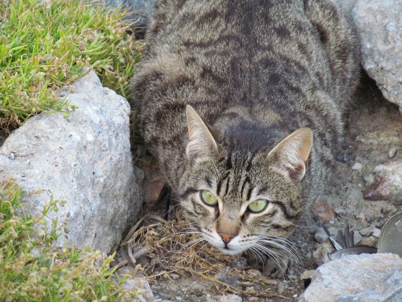 Stealth and Camouflage