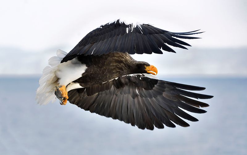 Steller's Sea Eagle