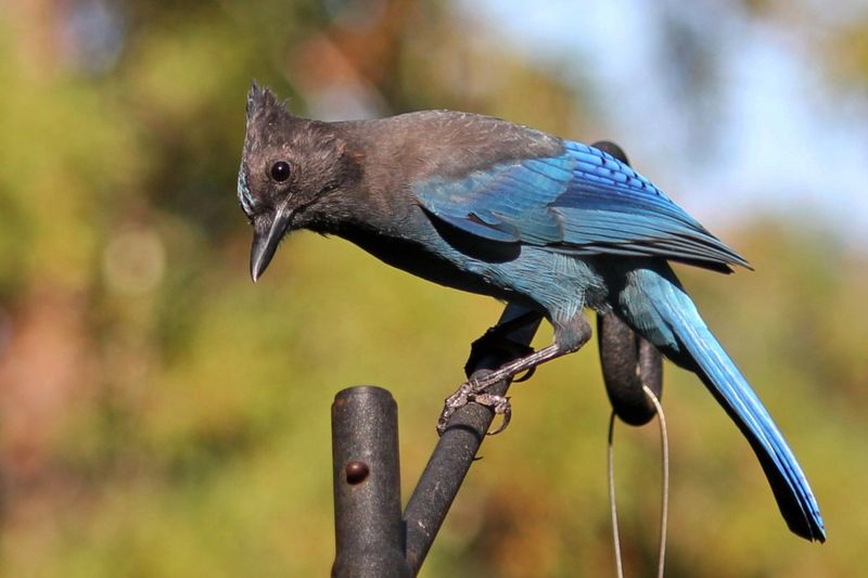 Steller's Jay