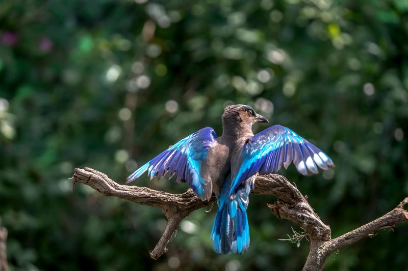 Steller's Jay