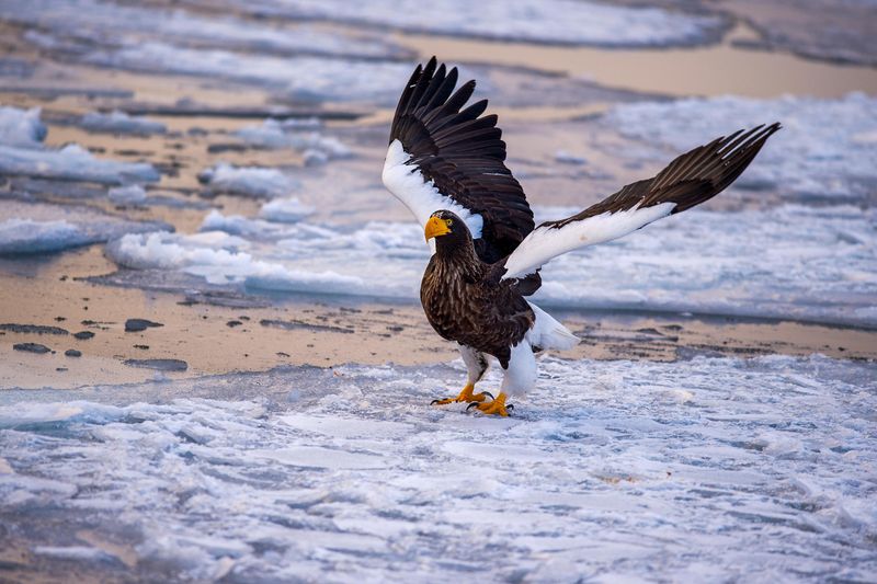 Steller's Sea Eagle