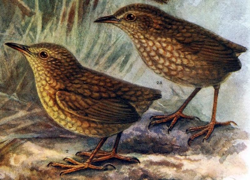 Stephens Island Wren