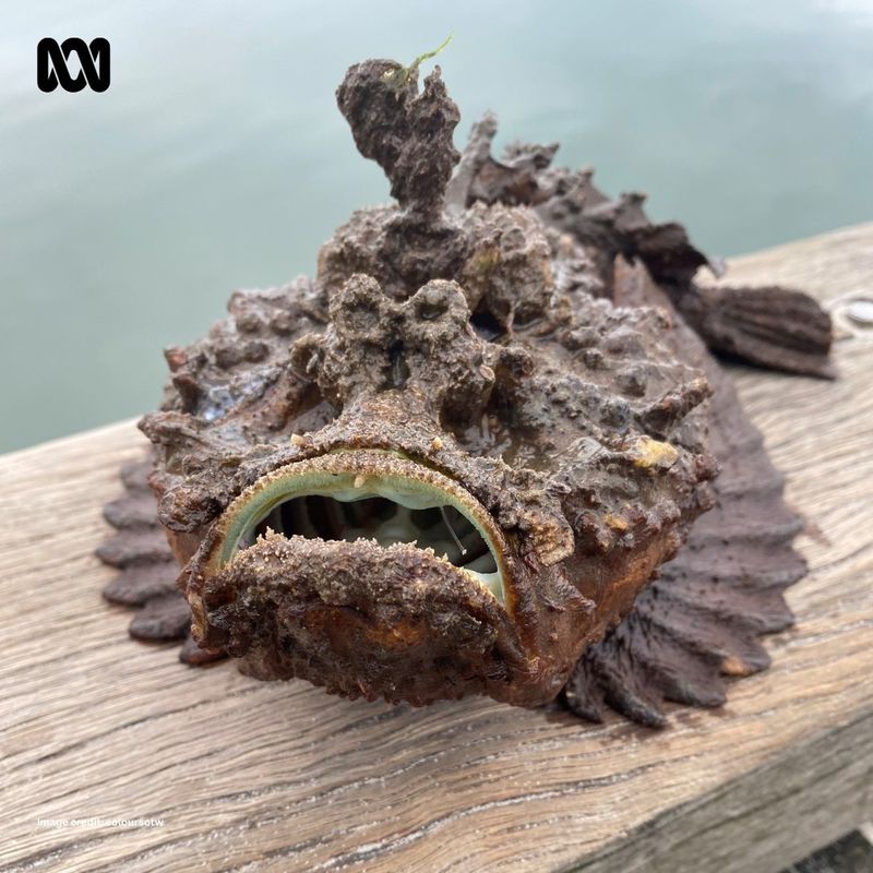 Stonefish