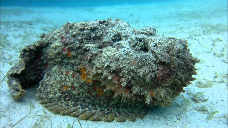 Stonefish