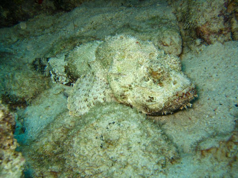 Stonefish