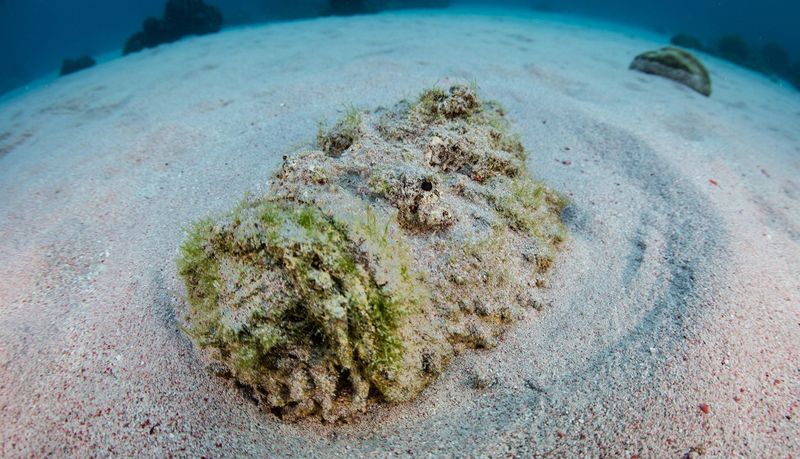 Stonefish