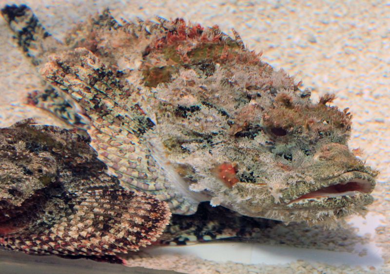 Stonefish
