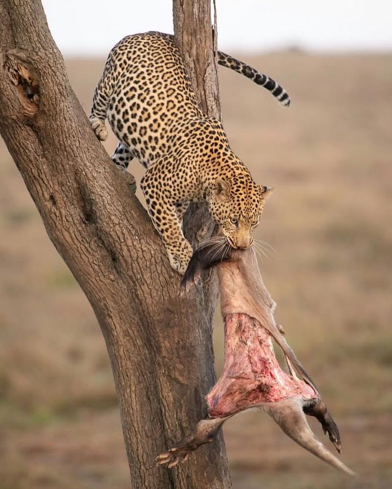 Strategies for Avoiding Leopard Attacks