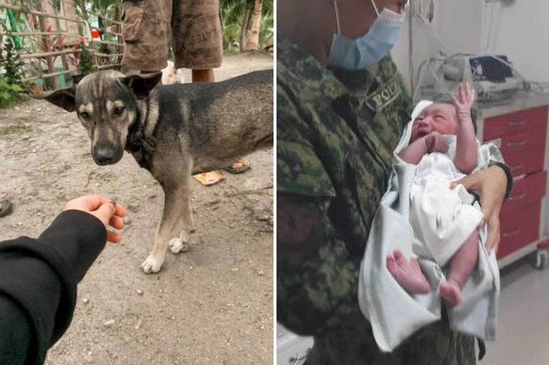 Stray Dog Saves Baby on Roadside