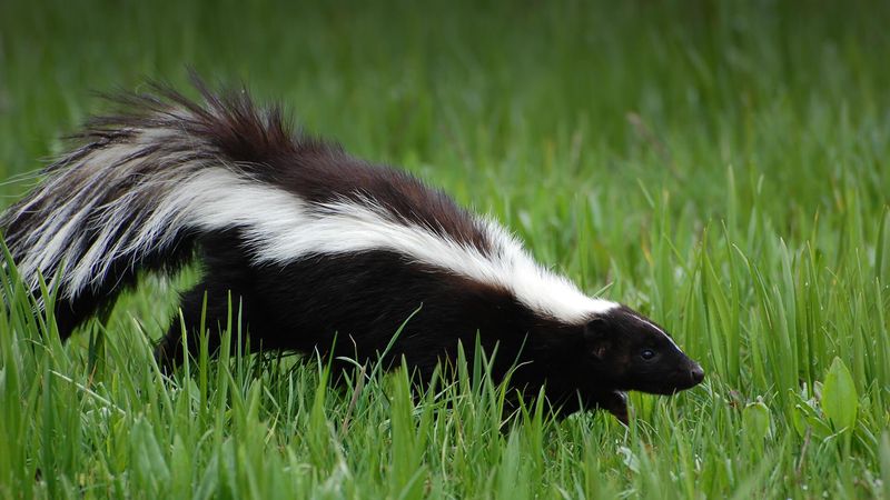 Striped Skunk