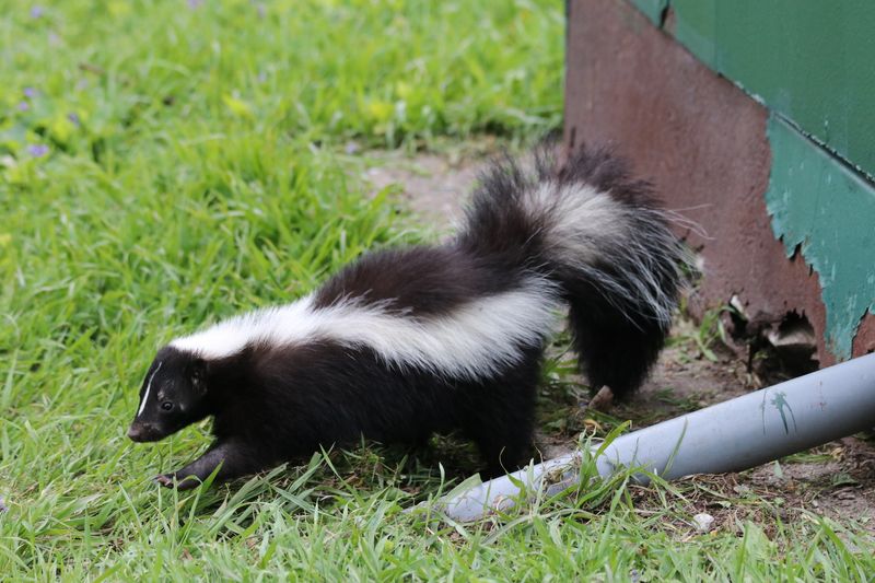 Striped Skunks