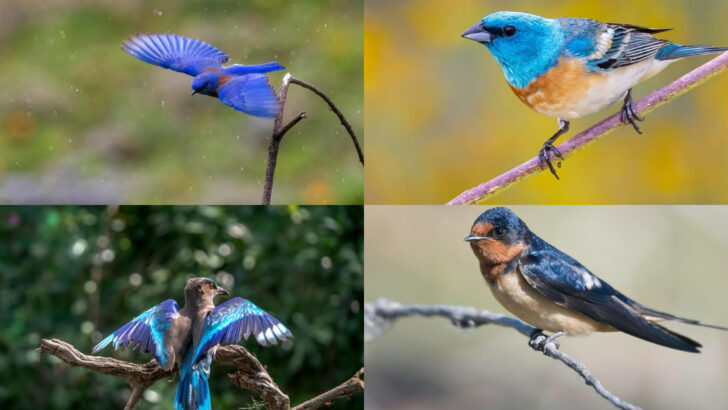 20 Stunning Blue Birds You Can Spot in California