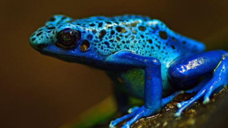 Stunningly Colorful Animals That Look Like Living Art