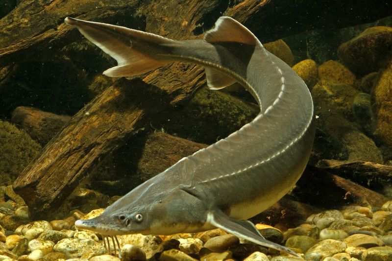 Sturgeon