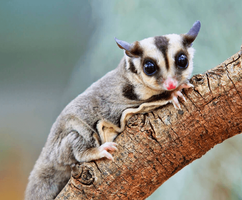 Sugar Glider